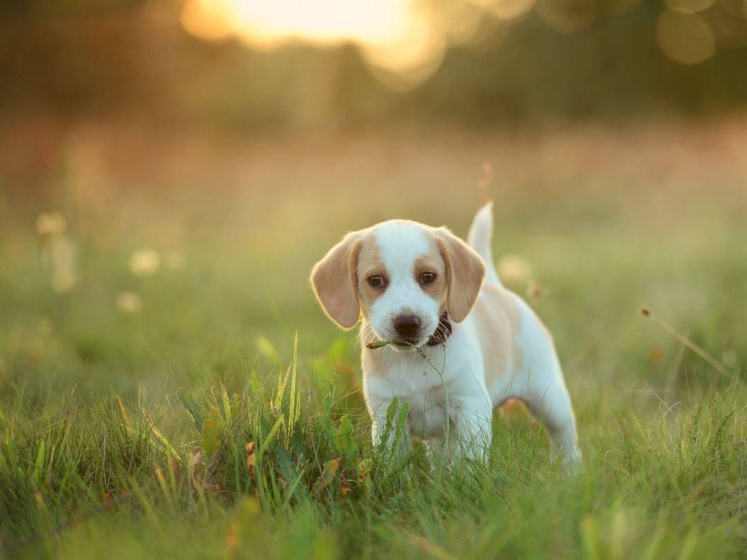 Wieso eine Hundekrankenversicherung oder Hunde-OP-Versicherung das Beste für Ihren Vierbeiner ist